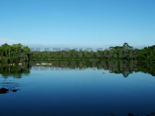 Die Harnischwelse Amazoniens