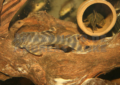 Panaqolus tankei (L 398) im heimischen Aquarium